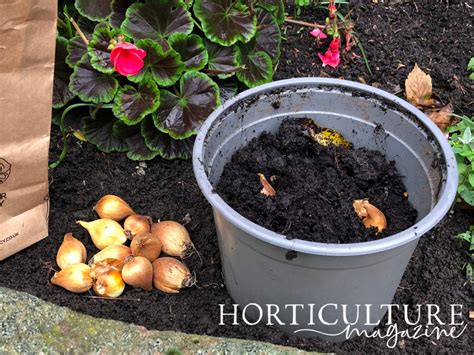 Planting Iris Bulbs In Autumn: Remember That Good Drainage Is Key To Good Results | Horticulture ...