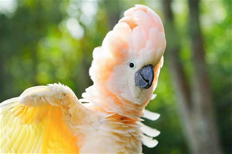 Cockatoo Bird Facts | AZ Animals