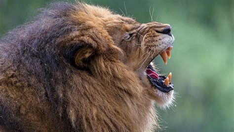 Something to roar about | San Diego Zoo Wildlife Explorers