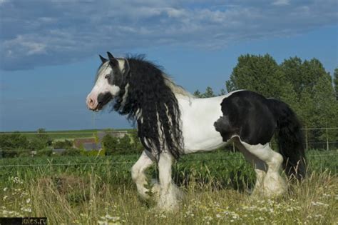 Top 15 Draft Horses Breeds