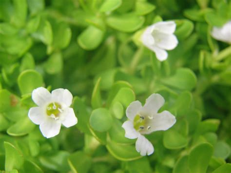 Brahmi 'Memory Herb' 3" Pot - Hello Hello Plants & Garden Supplies