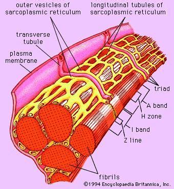 sarcoplasmic reticulum | Description & Function | Plasma membrane, Medical school studying, Body ...