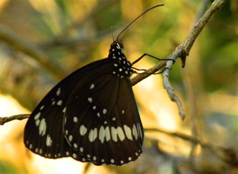 Free Common Crow Butterfly (Euploea core) Stock Photo - FreeImages.com