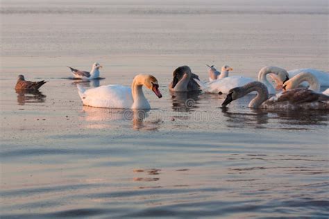 Swans in sea on sunrise stock photo. Image of destinations - 13034844