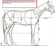 Image result for human horse proportions | Animal drawings, Horse drawings, Horse art