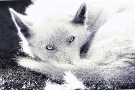 White Wolf Wallpapers With Blue Eyes - Wolf Background Images