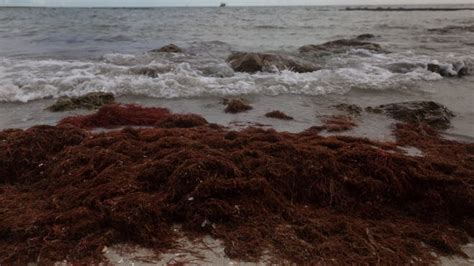 Ten things you need to know about sargassum seaweed