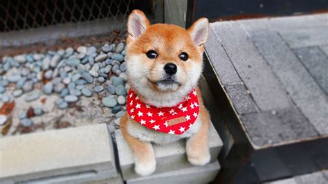 View 17 Miniature Mini Shiba Inu - learnmisstoon