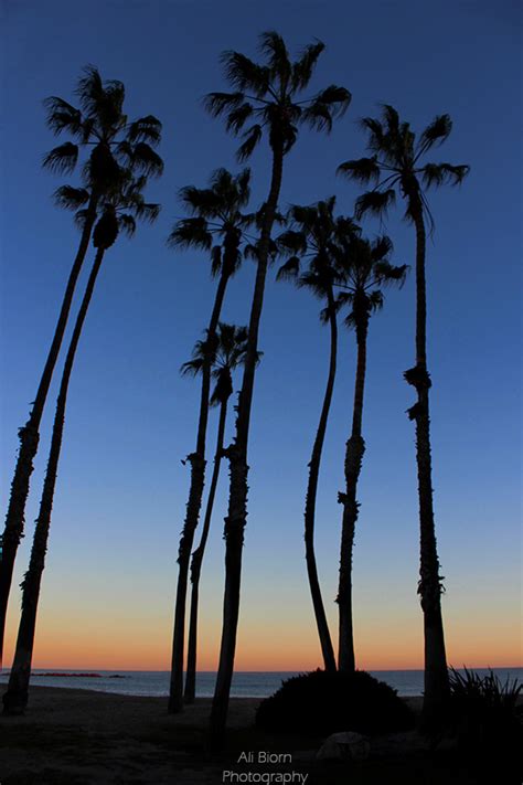 Sunset Palm Trees at Cabrillo Beach - Ali Biorn Photography