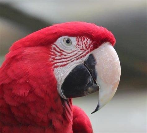 Available Parrots For Adoption | Parrots In Paradise - Hawaii Parrot ...