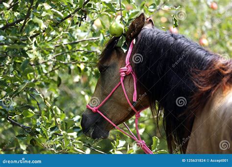 Horse Apples Stock Images - Download 387 Royalty Free Photos