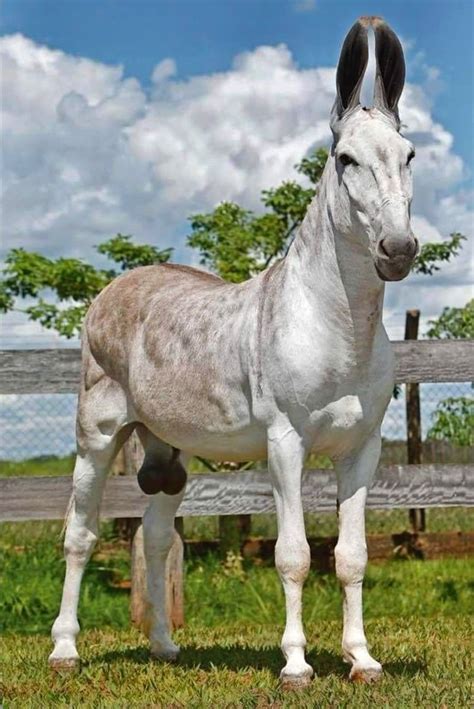 Domestic Donkey Breeds