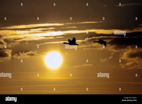 geese flying in sunset Stock Photo - Alamy