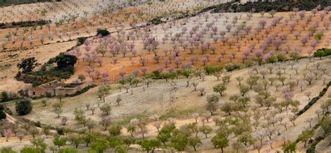 Almond Trees Blossoming in an Almond Orchard and Plantation in of Southern Spain Stock Image ...