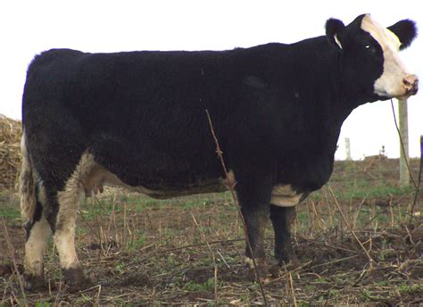 Black baldy. USA/Canada (black hereford) | Cattle, Breeds of cows ...