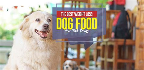 The Best Weight Loss Dog Food for Overweight Dogs in 2020