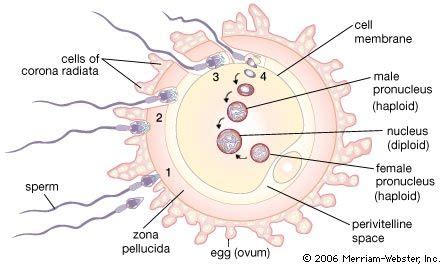 fertilization summary | Britannica