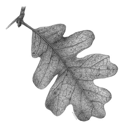 Oak Leaf Drawing by Michael Kreizel