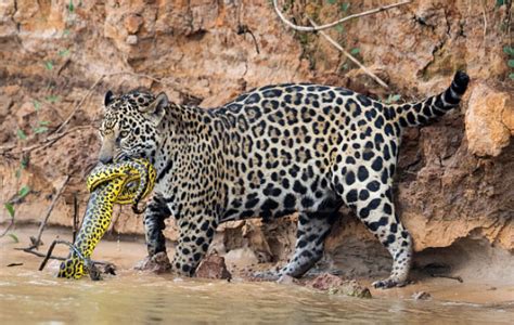 First caimans, now snakes: Pantanal jaguar nabs a yellow anaconda ...