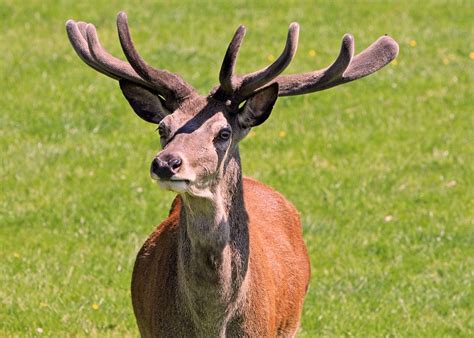 Free photo: Deer, Red Deer, Stag, Hart, Buck - Free Image on Pixabay - 275939