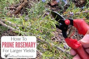 How To Prune Rosemary To Promote Growth & Maximize Yield