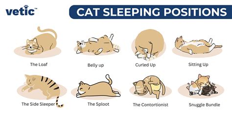 20 Cat Sleeping Positions and What They Mean