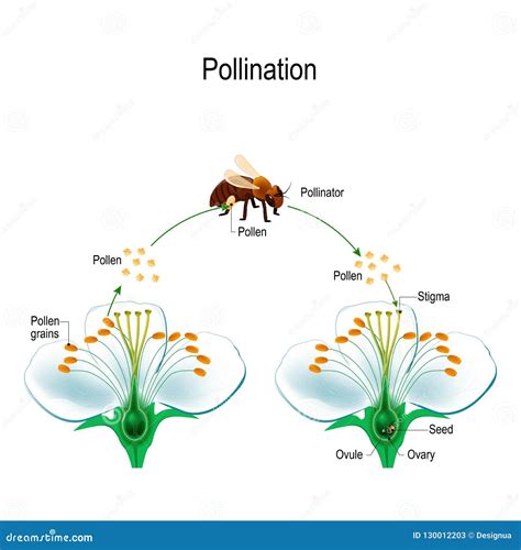 [DIAGRAM] Flower Pollination Diagrams - WIRINGSCHEMA.COM