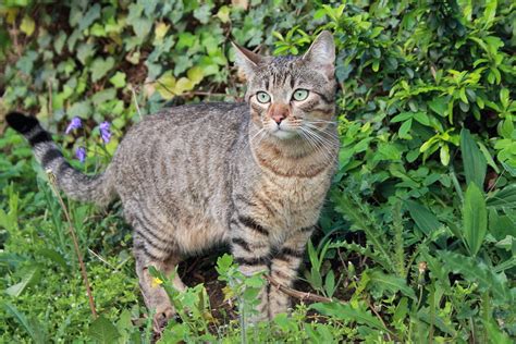 The Cuddlywumps Cat Chronicles: Words with Webster: Mackerel and Blotched, Plus Friendly Fill-Ins