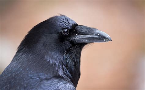 Common Raven | Audubon Field Guide