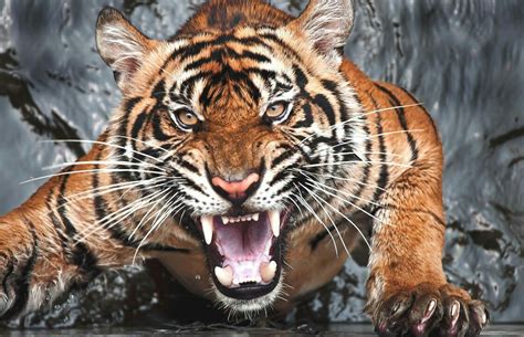 🔥 Tiger jumping from the water 🔥 : r/NatureIsFuckingLit