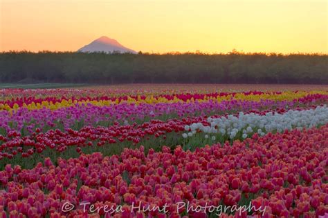 Teresa Hunt Photography: Sunrise at the Tulip Fields