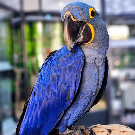 Hyacinth Macaw Baby Girl - Dallas Parrots