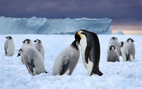 Family of Emperor Penguins Image - ID: 288281 - Image Abyss