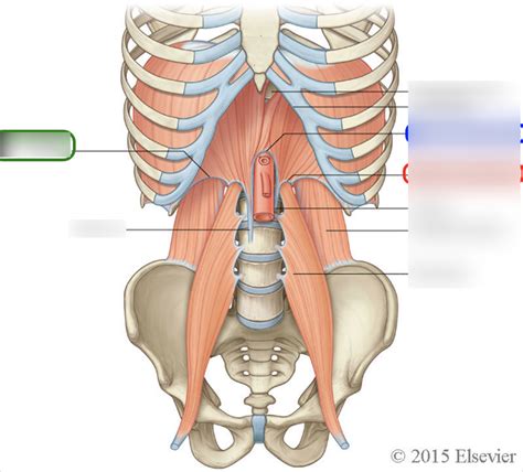 Arcuate Ligaments Diagram | Quizlet