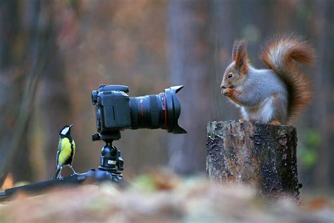 Squirrel photoshoot #1 Photograph by Vadim Trunov - Pixels