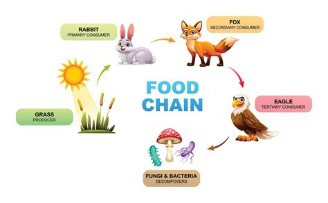 Food chain showing the relationships between a grass, rabbit, fox ...