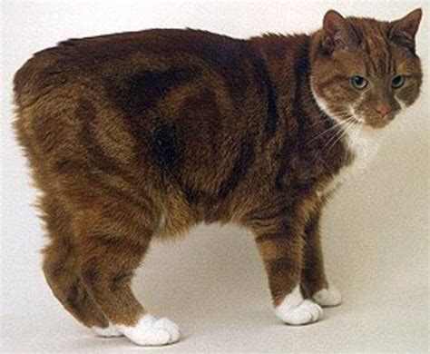 6 World's Weirdest Looking Cat Breeds - HubPages