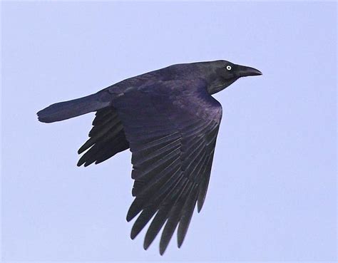 Birds in Tasmania: Forest Raven