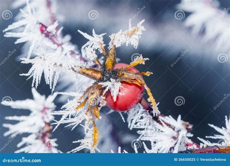 Frozen hip stock image. Image of detail, food, berry - 36650025