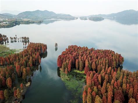 Pond cypress scenery in Siming Lake, east China - Xinhua | English.news.cn