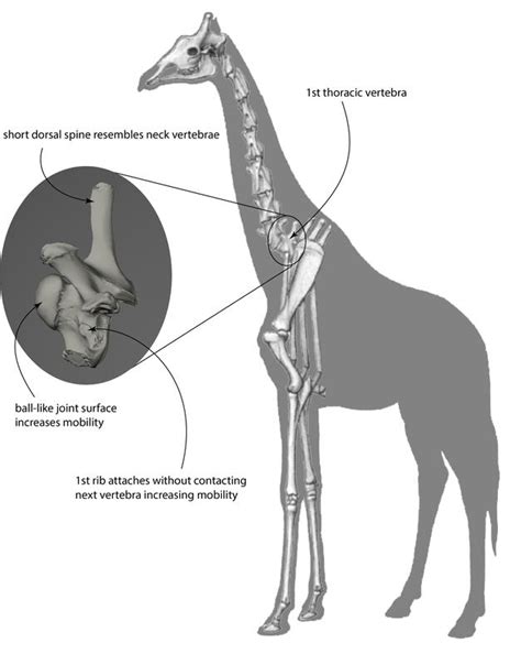 The long neck of the giraffe - Innovations Report