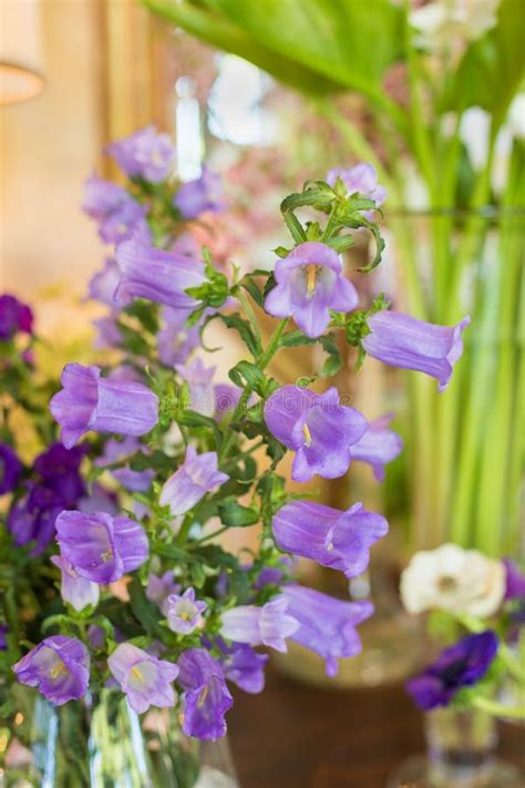 Bouquet of Purple Canterbury Bell Flowers in a Vase Stock Photo - Image of beauty, springtime ...