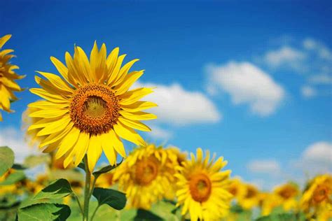 Are Sunflowers Hardy? [Here's What This Plant Can Stand!]