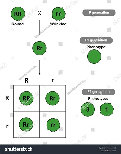 Illustration Monohybrid Cross Punnett Square Stock Illustration ...