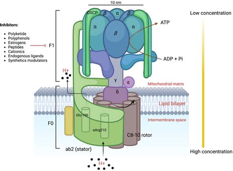 Mammalian mitochondrial F1Fo ATP synthase structure and organization ...