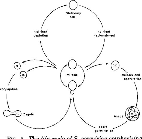 Figure 5 from Saccharomyces cerevisiae cell cycle. | Semantic Scholar