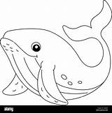 Humpback Whale Coloring Pages sketch template