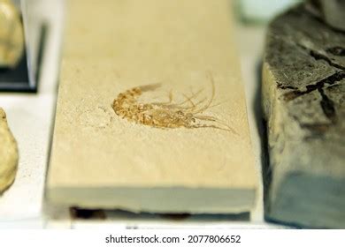 11 Crustacean Dinosaur Shrimp Images, Stock Photos & Vectors | Shutterstock