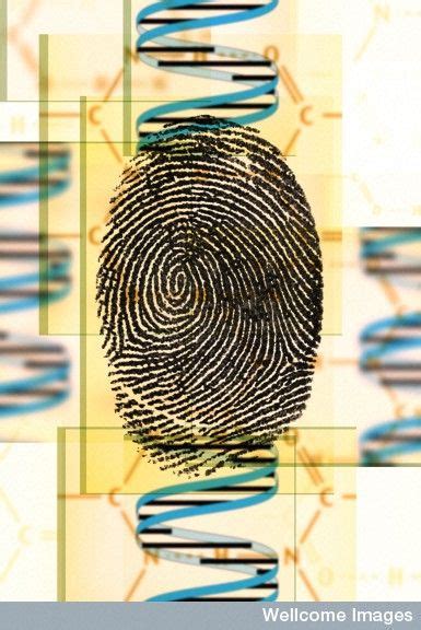 The first DNA fingerprint :: DNA Learning Center | Dna fingerprinting, Dna technology, Dna