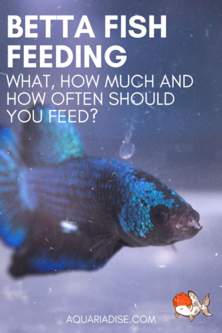 Betta Food & Feeding- The Do's and Don'ts | Betta food, Betta, Fish